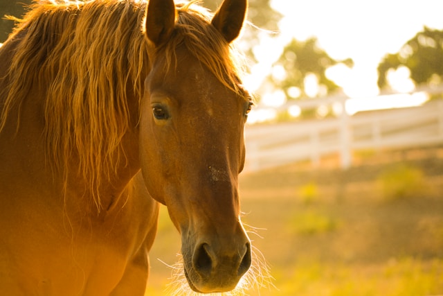 Paard