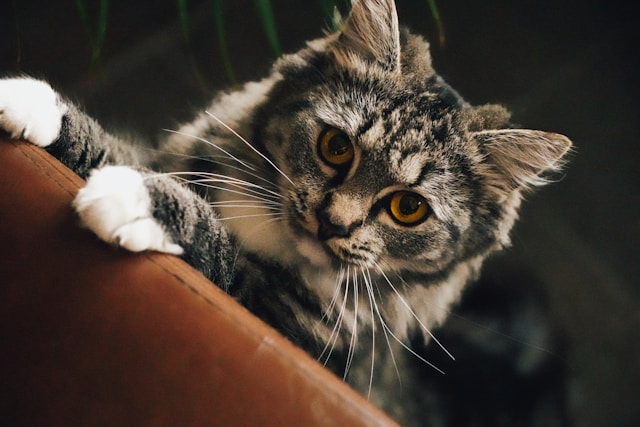 Kat
